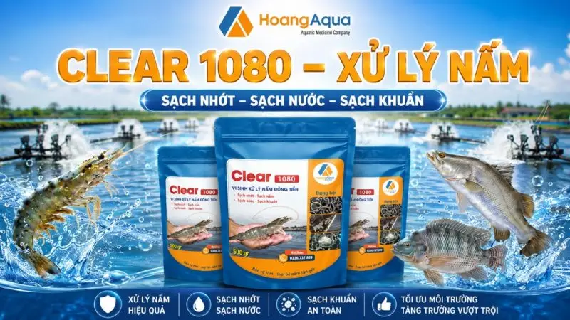 CLEAR 1080 – GIẢI PHÁP XỬ LÝ NẤM HIỆU QUẢ CHO AO NUÔI TÔM CÁ