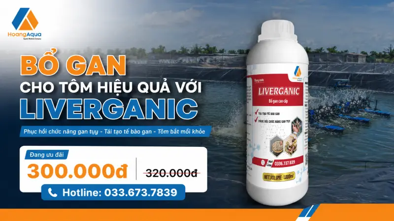 LIVERGANIC – 5 Công Dụng Bổ Gan Cho Tôm